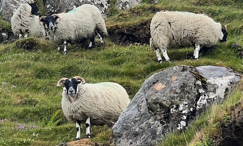 sheep standing in a field