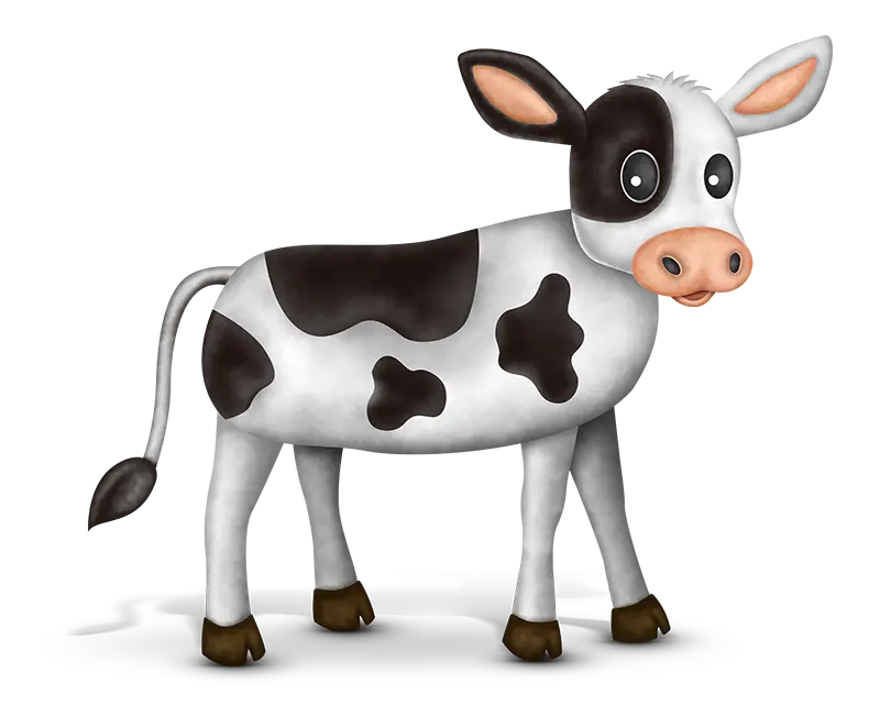 dairy calf