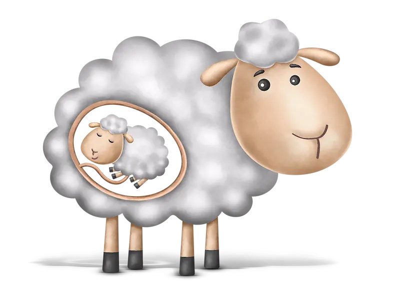 sheep showing calf in utero
