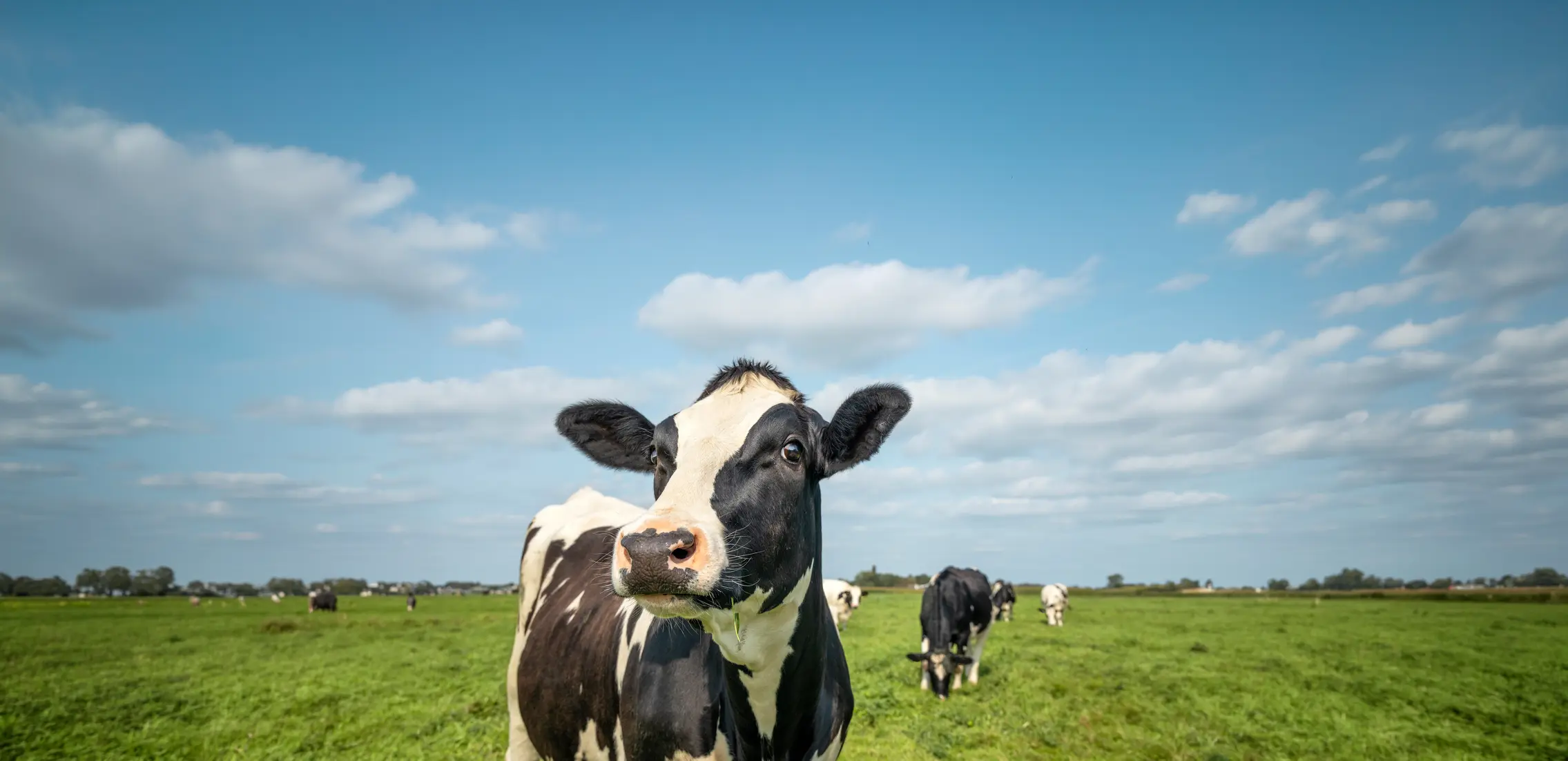 herd of dairy cattle