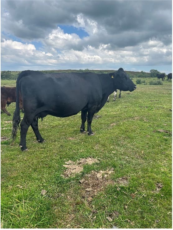 angus cow