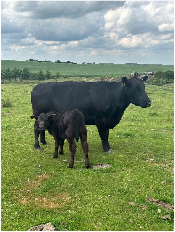 angus cow and calf