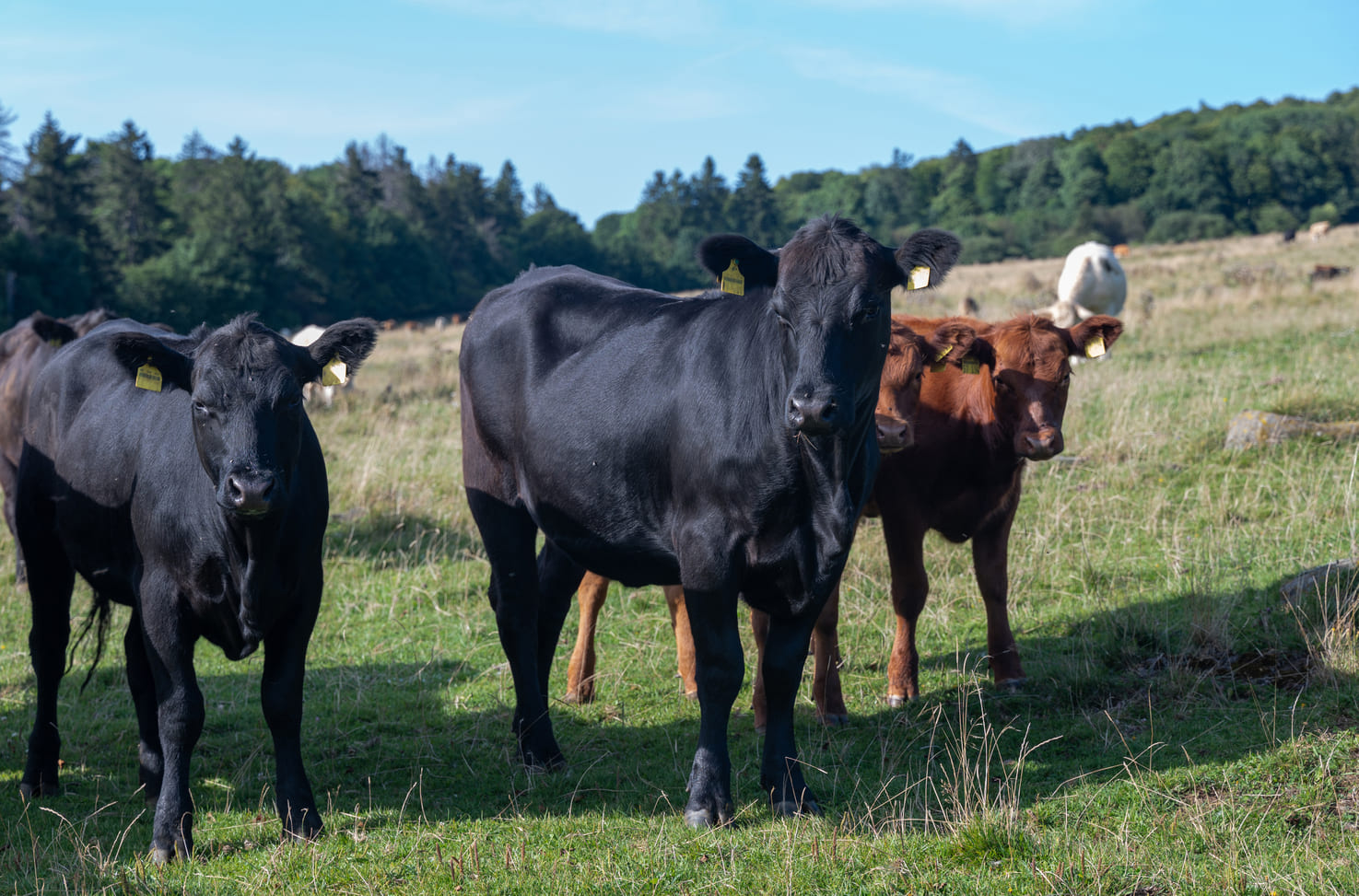 cows in a field