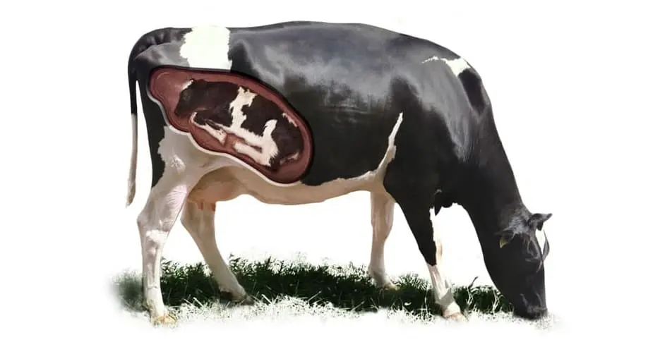 The Importance of Trace Elements in Cattle Fertility and Productivity