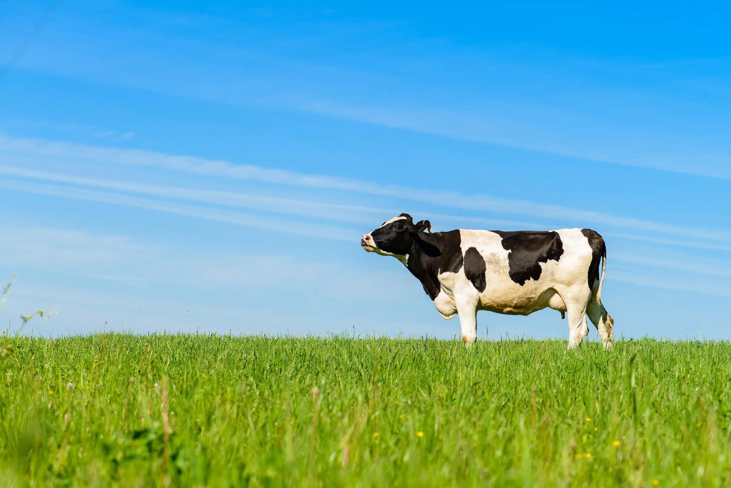 herd of dairy cattle