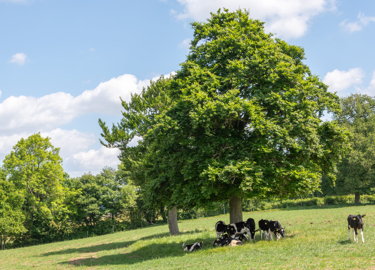 cows taking shelter under a tree