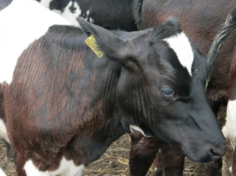 Trace Element Supplementation In Cattle – Are Your Investments False Economies?